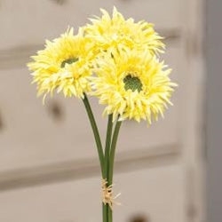 Triple Gerbera Daisy Bouquet Light Yellow