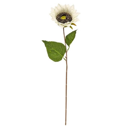 Blooming Sunflower Stem White