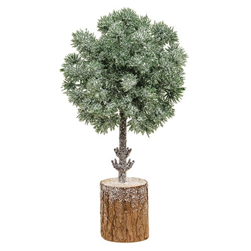 Frosted Balsam Fir Topiary 10"