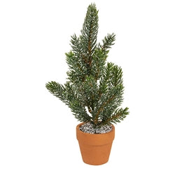 Mini Pine Tree In Terra Cotta Pot 10" 3 Asstd.