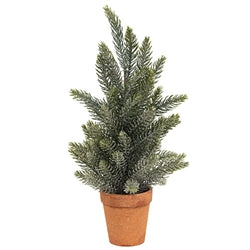 Pine Tree In Terra Cotta Pot 14" 3 Asstd.