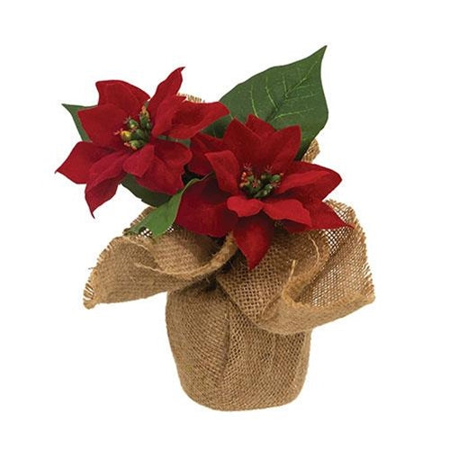 Christmas Poinsettias in Burlap Base