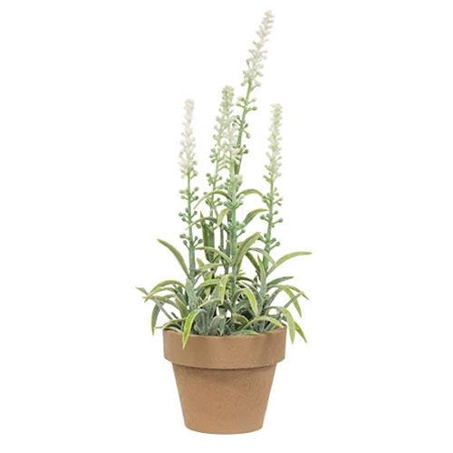 Potted Flowering Sage White