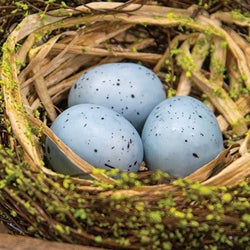 Mossy Early Spring Nest w/Eggs