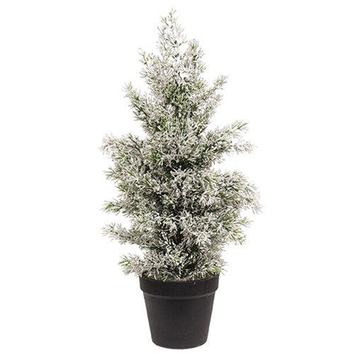 Snowy Juniper Tree in Pot 19"