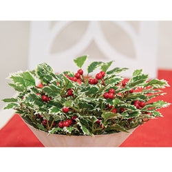 Mini Holly Leaves & Berries Half Sphere 10"