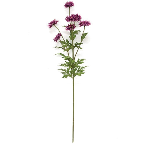 Plum Strawflower Spray 25"