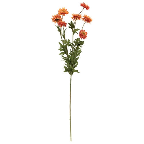 Teastain Strawflower Spray 25"