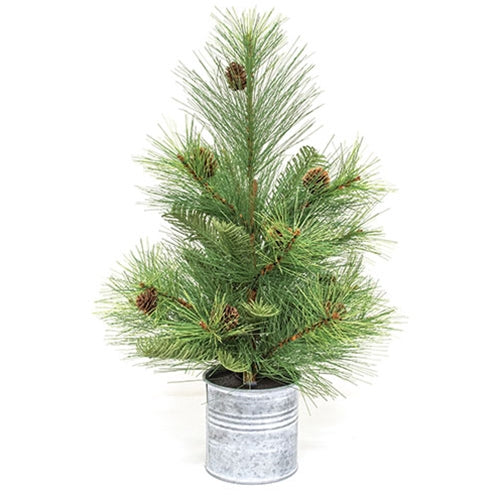 Forest Path Pine Tree in Pail 18"