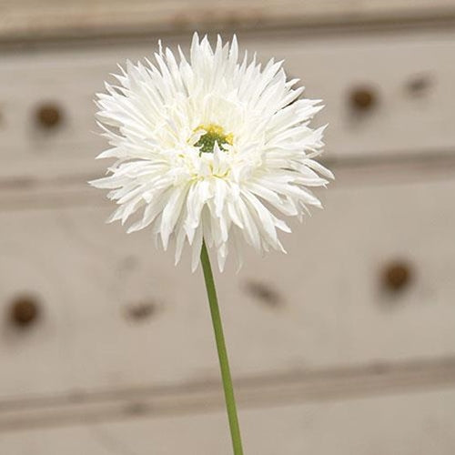 Gerbera Daisy Stem White