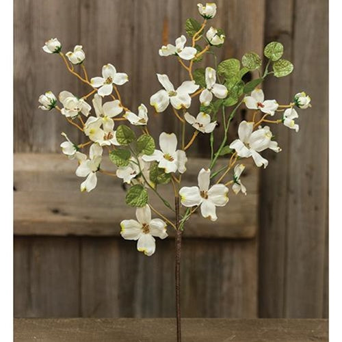 Cream English Dogwood Bush 17"