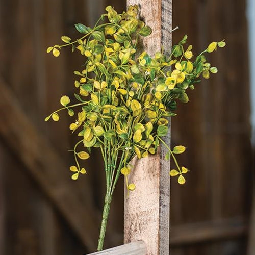 Bog Pimpernel Bush 12"