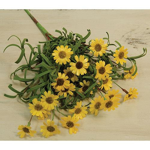 Mini Mountain Daisy Bush Yellow