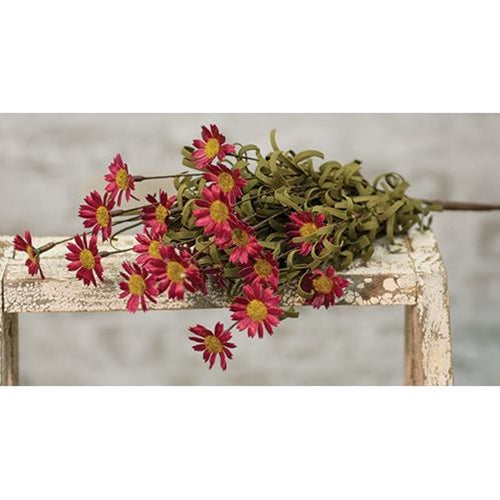 Mini Mountain Daisy Bush Burgundy